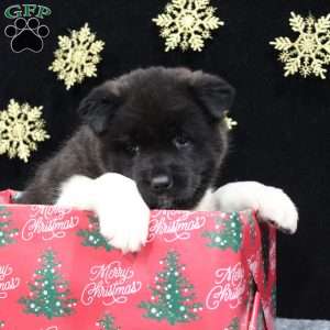 Sadie, Akita Puppy